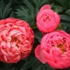 Coral Charm Peony Bare Root Paeonia lactiflora - Early Blooming Coral Peach - Image 1