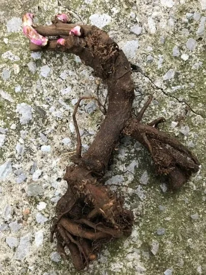 Coral Charm Peony Bare Root Paeonia lactiflora - Early Blooming Coral Peach - Image 2