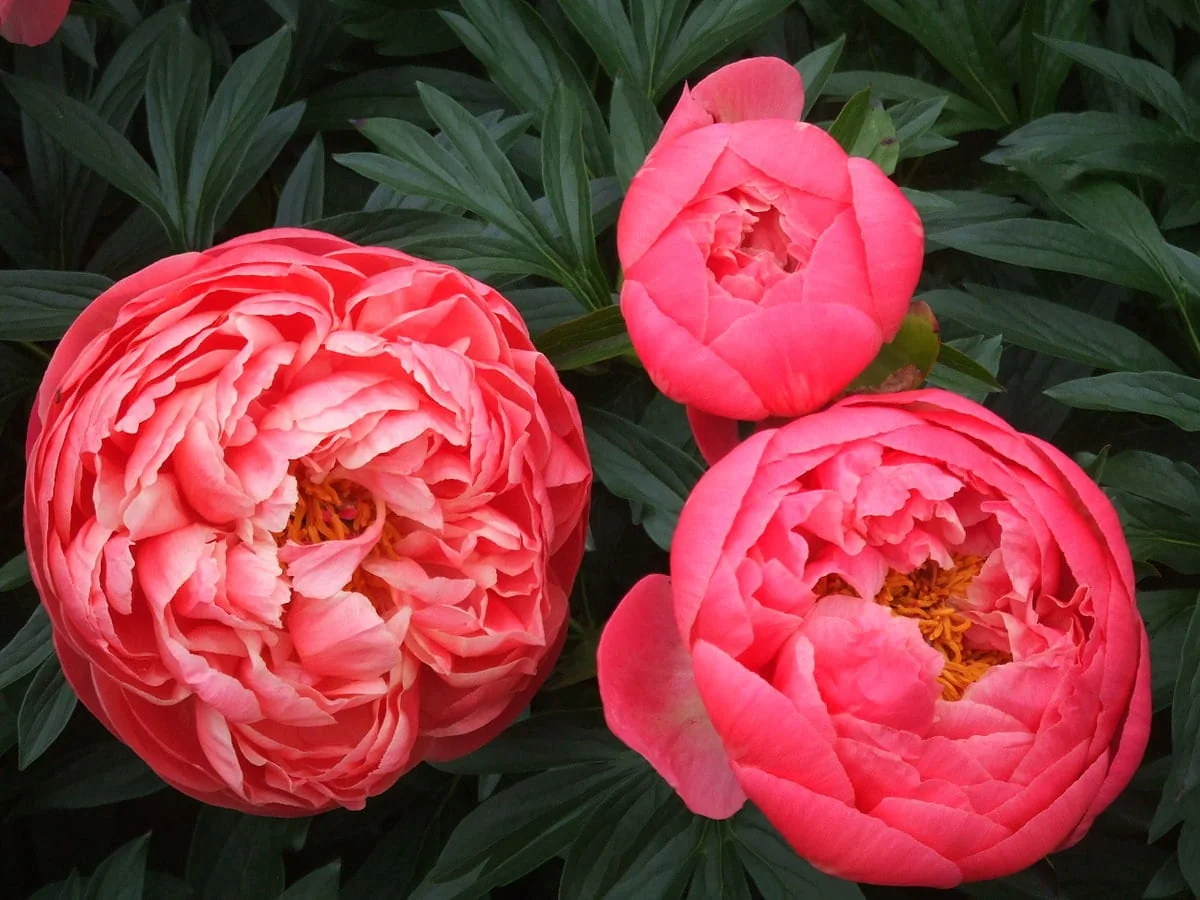 Coral Charm Peony Bare Root Paeonia lactiflora - Early Blooming Coral Peach - Image 1