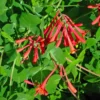 Coral Honeysuckle Live Plant - Lonicera sempervirens Vine, 1 Gallon Pot, Outdoor - Image 1