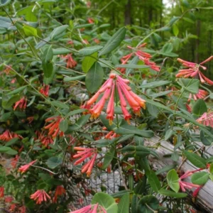 Coral Honeysuckle Live Plant - Lonicera sempervirens Vine, 1 Gallon Pot, Outdoor - Image 3