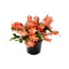 Coral Thanksgiving Cactus Live Plant – 6 inch Pot – Zygocactus – Indoor - Image 1