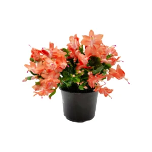 Coral Thanksgiving Cactus Live Plant – 6 inch Pot – Zygocactus – Indoor - Image 2
