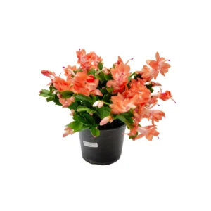 Coral Thanksgiving Cactus Live Plant – 6 inch Pot – Zygocactus – Indoor - Image 3