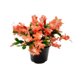 Coral Thanksgiving Cactus Live Plant – 6 inch Pot – Zygocactus – Indoor - Image 5