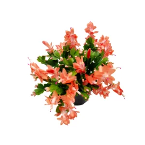 Coral Thanksgiving Cactus Live Plant – 6 inch Pot – Zygocactus – Indoor - Image 6