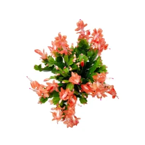 Coral Thanksgiving Cactus Live Plant – 6 inch Pot – Zygocactus – Indoor - Image 7