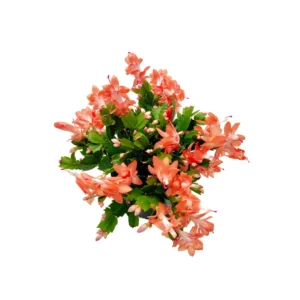Coral Thanksgiving Cactus Live Plant – 6 inch Pot – Zygocactus – Indoor - Image 8