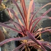 Cordyline Electric Pink Live Plant - 1 ft Tall, Ship in 1 Gallon Pot - Image 1