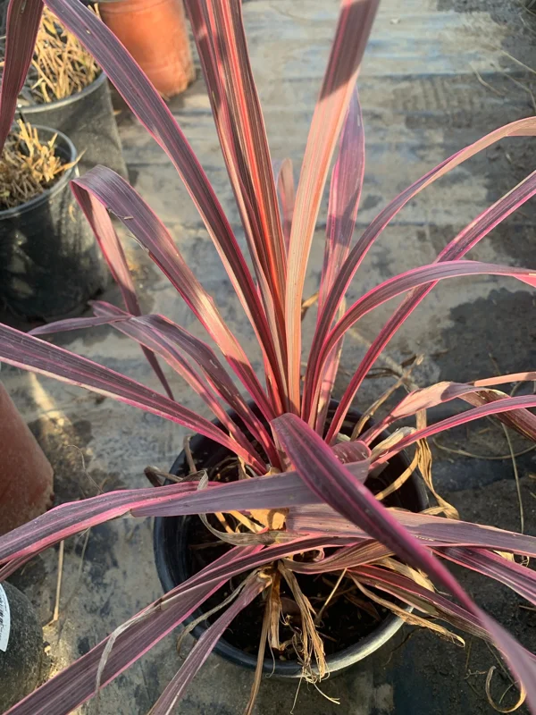 Cordyline Electric Pink Live Plant - 1 ft Tall, Ship in 1 Gallon Pot - Image 1
