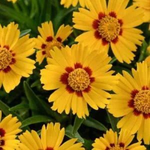 Coreopsis Lanceolata Live Plant – Laceleaf Tickseed – Full Sun Perennial - Image 3