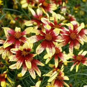 Coreopsis Lanceolata Live Plant – Laceleaf Tickseed – Full Sun Perennial - Image 5