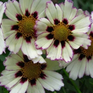 Coreopsis Lanceolata Live Plant – Laceleaf Tickseed – Full Sun Perennial - Image 8