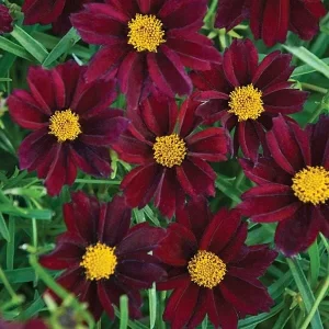Coreopsis Lanceolata Live Plant – Laceleaf Tickseed – Full Sun Perennial - Image 9