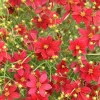 Coreopsis Red Satin Live Plant - Red Tickseed Perennial, 1 Gallon Pot, Zones 5-9 - Image 1