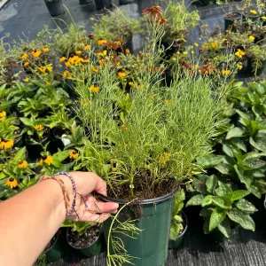 Coreopsis Red Satin Live Plant - Red Tickseed Perennial, 1 Gallon Pot, Zones 5-9 - Image 2