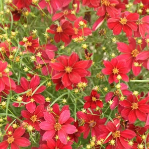 Coreopsis Red Satin Live Plant - Red Tickseed Perennial, 1 Gallon Pot, Zones 5-9 - Image 1