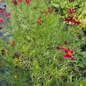 Coreopsis Red Satin Live Plant - Red Tickseed Perennial, 1 Gallon Pot, Zones 5-9 - Image 4