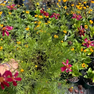 Coreopsis Red Satin Live Plant - Red Tickseed Perennial, 1 Gallon Pot, Zones 5-9 - Image 5