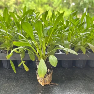 Coreopsis Solanna Sunset Burst Live Plant - Tickseed Perennial, Zones 4-9 - Image 2