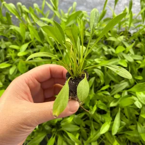 Coreopsis Solanna Sunset Burst Live Plant - Tickseed Perennial, Zones 4-9 - Image 3