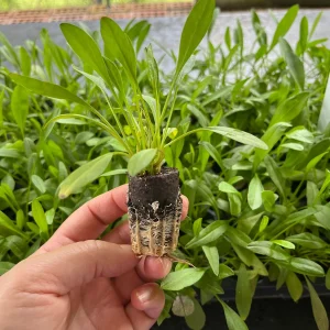 Coreopsis Solanna Sunset Burst Live Plant - Tickseed Perennial, Zones 4-9 - Image 4