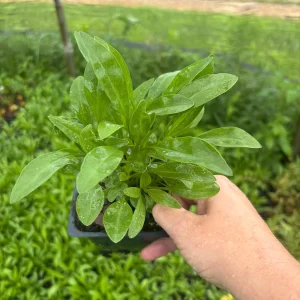 Coreopsis Solar Eclipse Live Plant – 3.5 inch Pot – Cherry Red & Yellow Flowers – Outdoor Perennial - Image 3