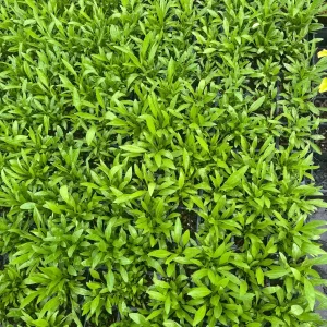 Coreopsis Solar Eclipse Live Plant – 3.5 inch Pot – Cherry Red & Yellow Flowers – Outdoor Perennial - Image 4