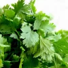 Coriander Seeds - 30 Seed Pack | Grow Fresh Cilantro Herb - Image 1