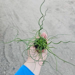 Corkscrew Rush Live Plant - Juncus Spiralis, 2in & 4in Pot, Indoor/Outdoor - Image 4