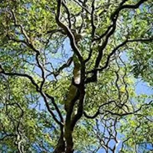 Corkscrew Willow Tree 2-3 ft - Salix matsudana 'Tortuosa' Bare Root Live Plant - Image 3