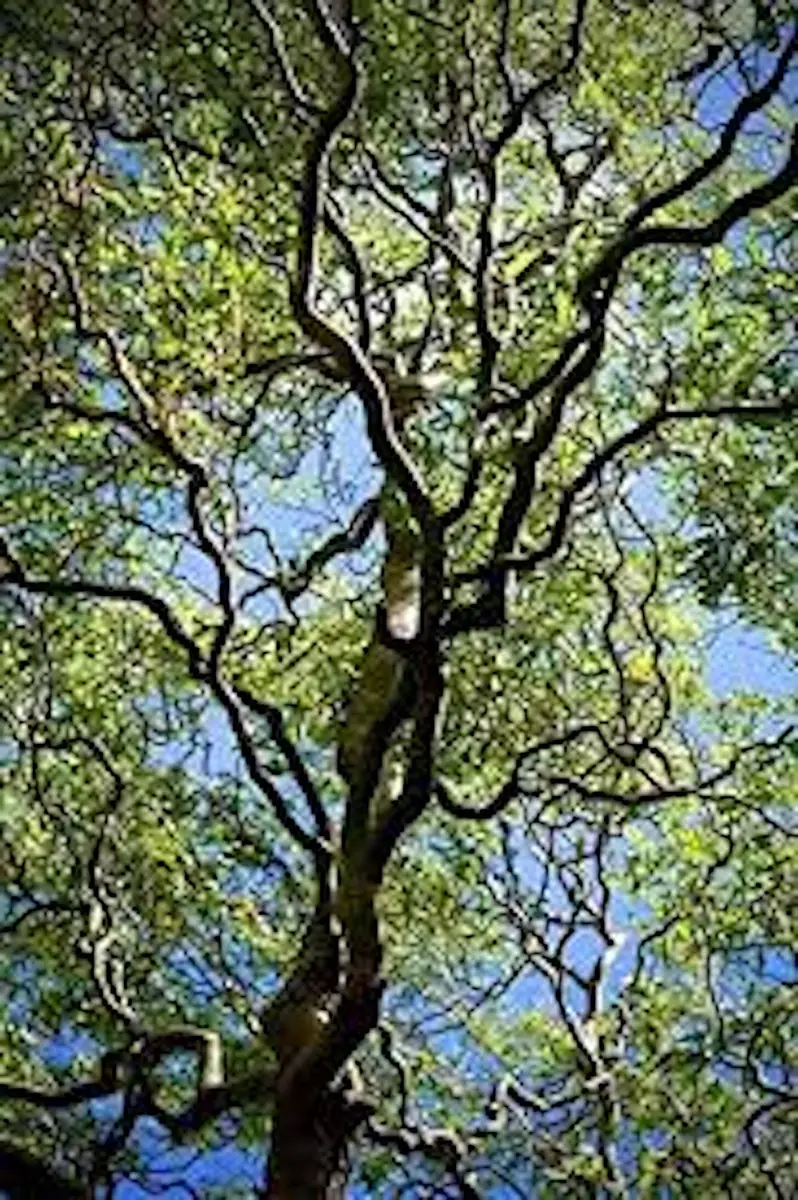 Corkscrew Willow Tree 2-3 ft - Salix matsudana 'Tortuosa' Bare Root Live Plant - Image 3