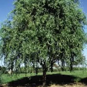 Corkscrew Willow Tree 2-3 ft - Salix matsudana 'Tortuosa' Bare Root Live Plant - Image 4