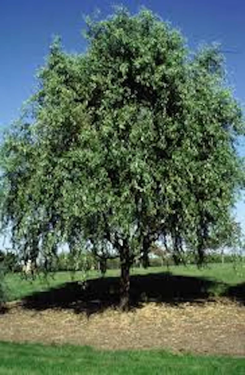 Corkscrew Willow Tree 2-3 ft - Salix matsudana 'Tortuosa' Bare Root Live Plant - Image 4
