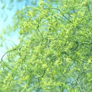 Corkscrew Willow Tree Cuttings Unrooted - Set of 10, Fast Growing Outdoor - Image 2