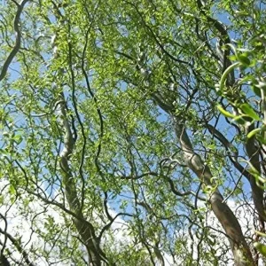 Corkscrew Willow Tree Live Plant – Salix matsudana 'Tortuosa' – 2-3 Feet Tall – Grafted - Image 2