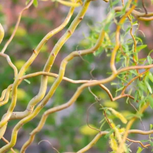 Corkscrew Willow Tree Live Plant – Salix matsudana 'Tortuosa' – 2-3 Feet Tall – Grafted - Image 1