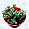 Corpuscularia Lehmannii Ice Plant Succulent Live Plant - Grey-Green Leaves, Easy Care - Image 1