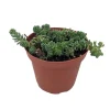 Corsican Blue Tears Sedum Live Plant – Sedum dasyphyllum – 3.7" Pot – Indoor/Outdoor Succulent - Image 1