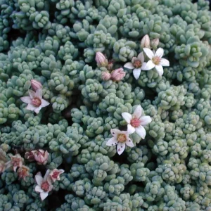 Corsican Blue Tears Sedum Plant - Sedum dasyphyllum - Live Succulent - 2.5
