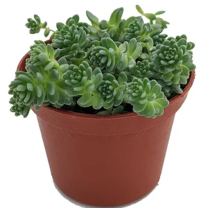 Corsican Blue Tears Sedum Plant - Sedum dasyphyllum - Live Succulent - 2.5