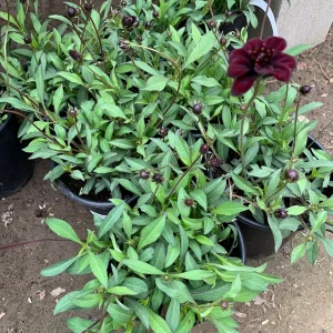 Cosmos Atrosanguineus ‘Chocamocha’ Live Plant – Chocolate Scented Flowers – 1 Gallon Pot - Image 2