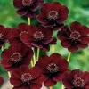 Cosmos Atrosanguineus ‘Chocamocha’ Live Plant – Chocolate Scented Flowers – 1 Gallon Pot - Image 1