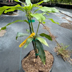 Cotton Candy Dwarf Mango Tree Live Plant – 3 Gallon Pot – Grafted & Rooted - Image 7