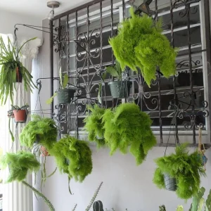 Cotton Candy Fern Live Plant – Nephrolepis exaltata 'Smithii' – 4