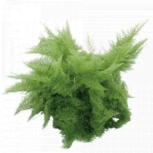 Cotton Candy Fern Live Plant – Nephrolepis exaltata 'Smithii' – 4