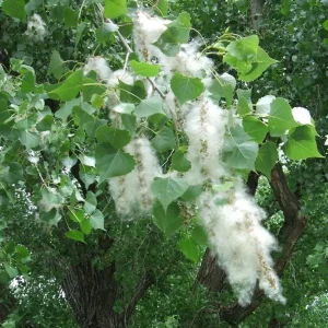 Cottonwood Tree (Populus deltoides) 2 Bare-root Live Plant Outdoor - Image 5