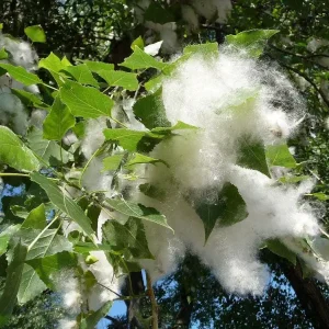 Cottonwood Tree (Populus deltoides) 2 Bare-root Live Plant Outdoor - Image 6