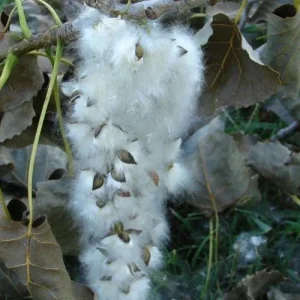 Cottonwood Tree (Populus deltoides) 2 Bare-root Live Plant Outdoor - Image 7