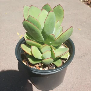 Cotyledon 'Mint Truffles' Succulent Plant – Live Indoor/Outdoor Succulent - Image 5